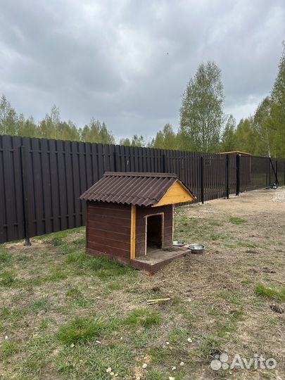 Отдам алабая