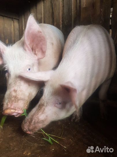 Свинина живым весом