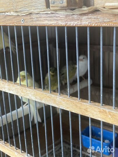 Кенара и канарейки