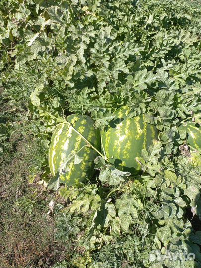 Арбузы оптом астрахань