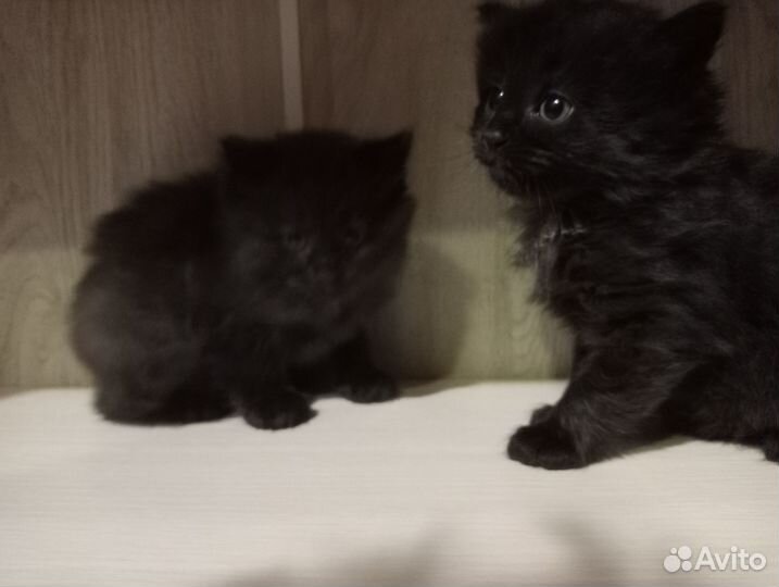 Котята в добрые руки 1 месяц