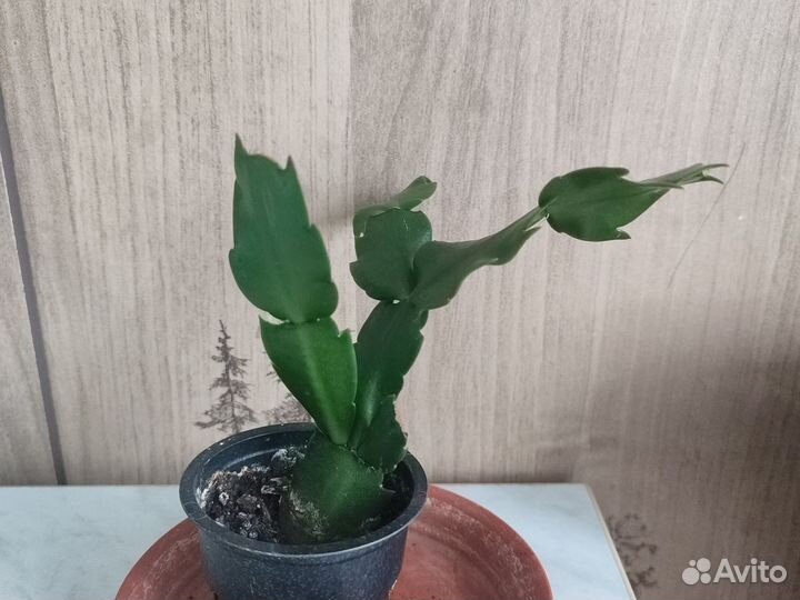 Декабрист/шлюмбергера