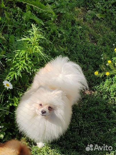 Немецкий шпиц вязка
