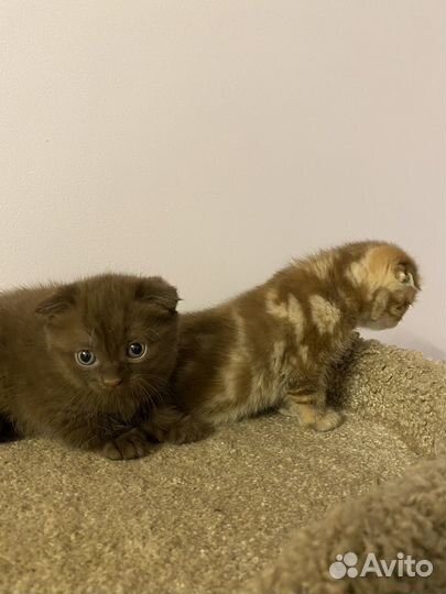 Вислоухие котята