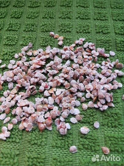 Семена помидор СССР