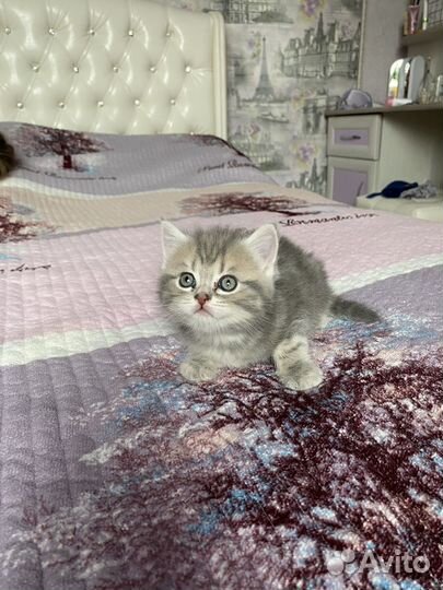 Котенок шотландский мальчик