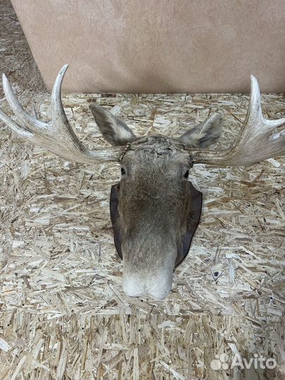 Рога лося
