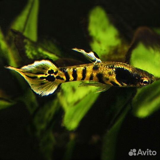 Гуппи Эндлера Тигры