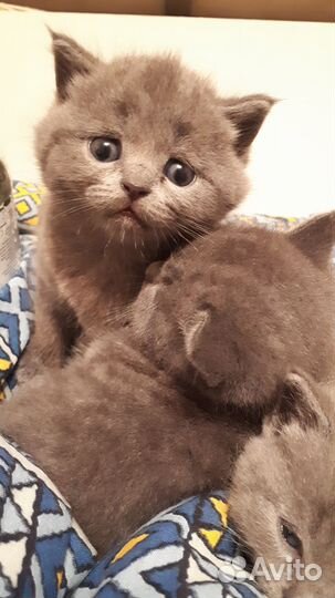 Британские котята