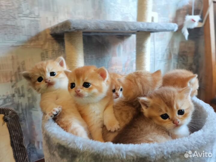 Британские клубные золотые шиншиллы