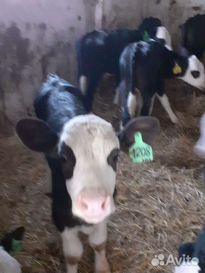 Бычки телята