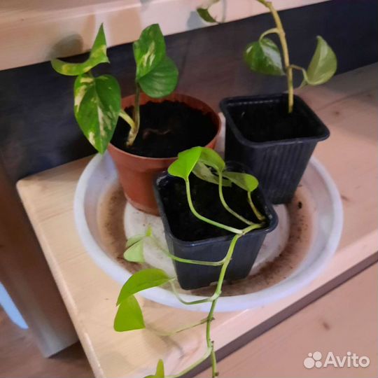 Сциндапсус