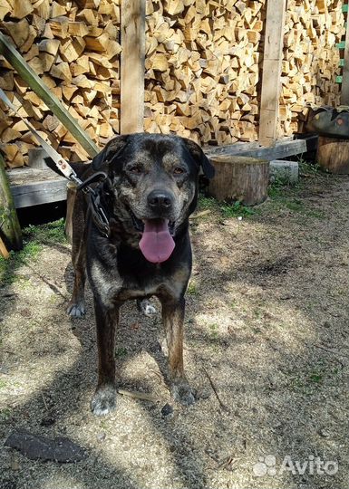 Собака в добрые руки