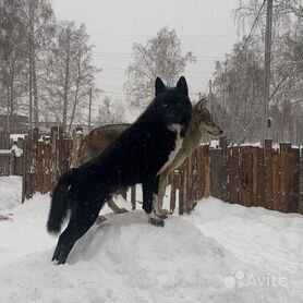 Волк черный (55 фото)