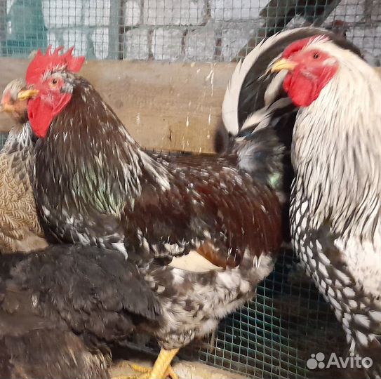 Продам петухов