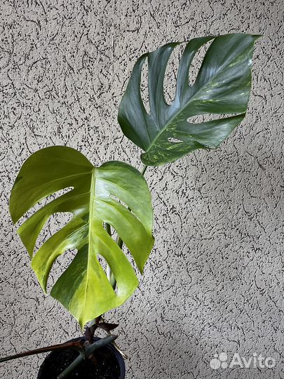 Монстеры много видов