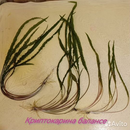 Аквариумные растения