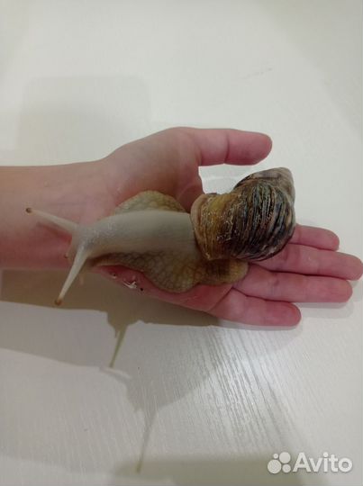 Улитки ахатины