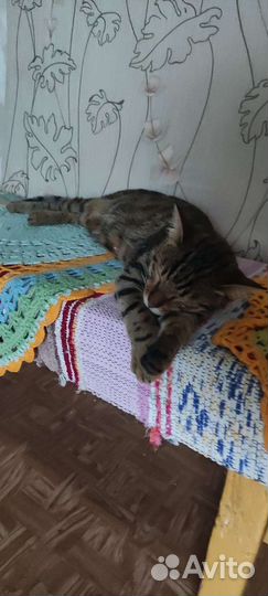 Бенгальские котята