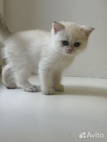 Шотландские котята белые
