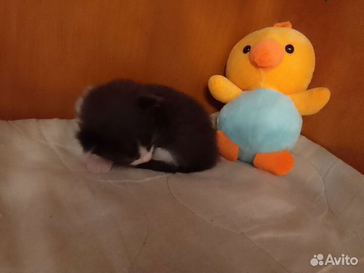 Сибирская кошка