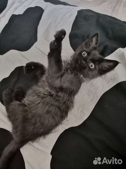 Отдаю в добрые руки котенка