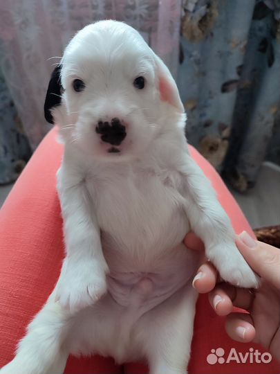 Русский охотничий спаниель щенки