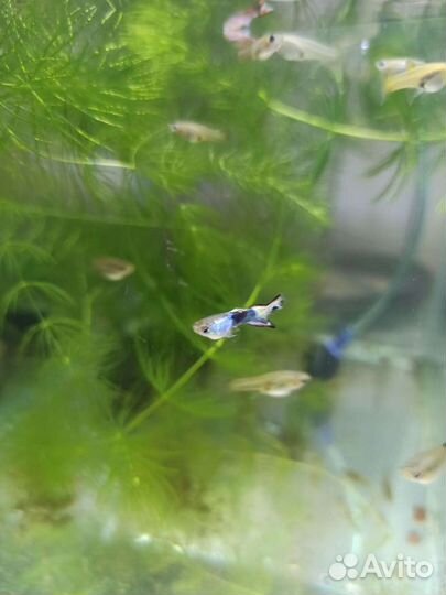 Рыбки Гуппи, Мини Гуппи