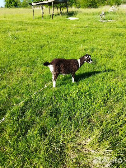 Козы козлята