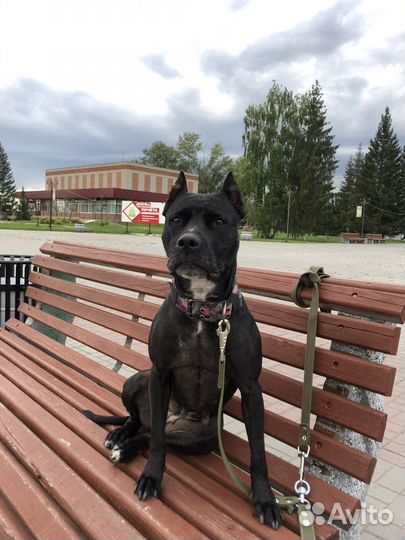 Отдам два Амстаффа