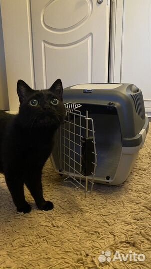 Переноска для животных