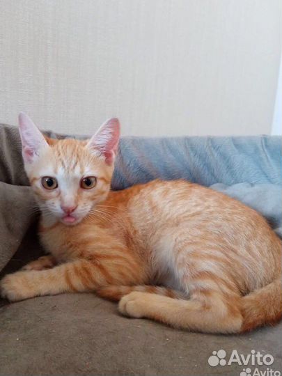 Найден Котенок