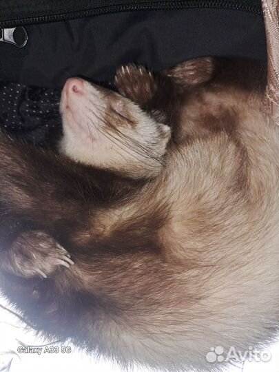 Домашний хорек с клеткой