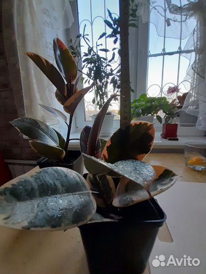 Фикус каучуконосный эластика