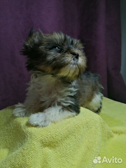 Йоркширский терьер