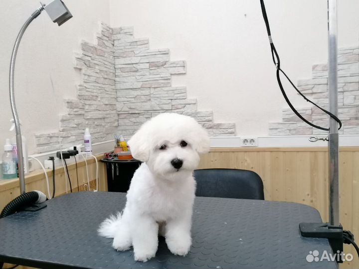 Стрижка собак и кошек. Тримминг