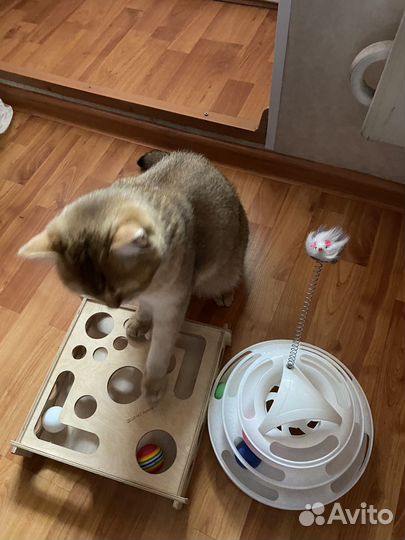 Игрушка для кота, игрушка для котят