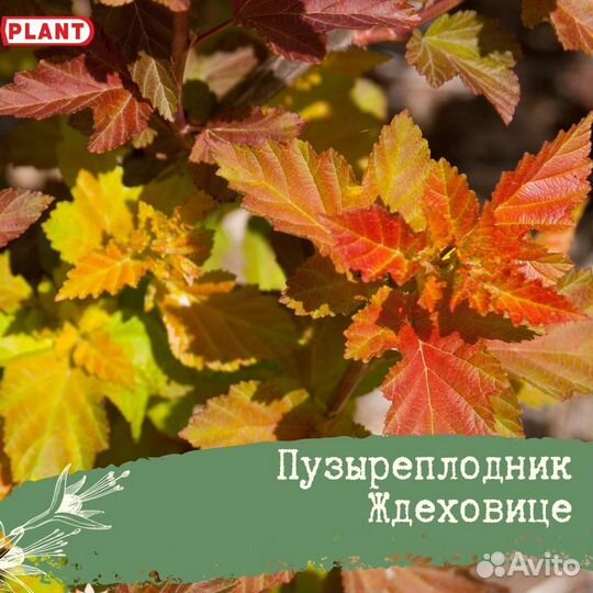 Пузыреплодник 2 сорта