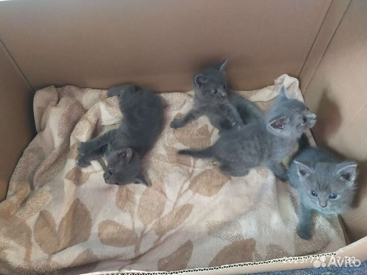 Котята в добрые руки