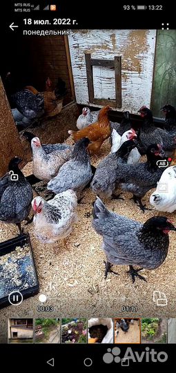 Цыплята мясояичных пород