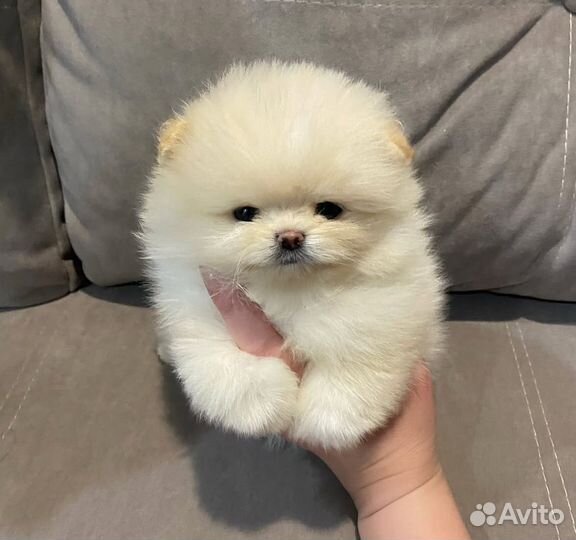 Померанский шпиц