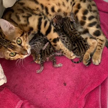 Бенгальский котёнок