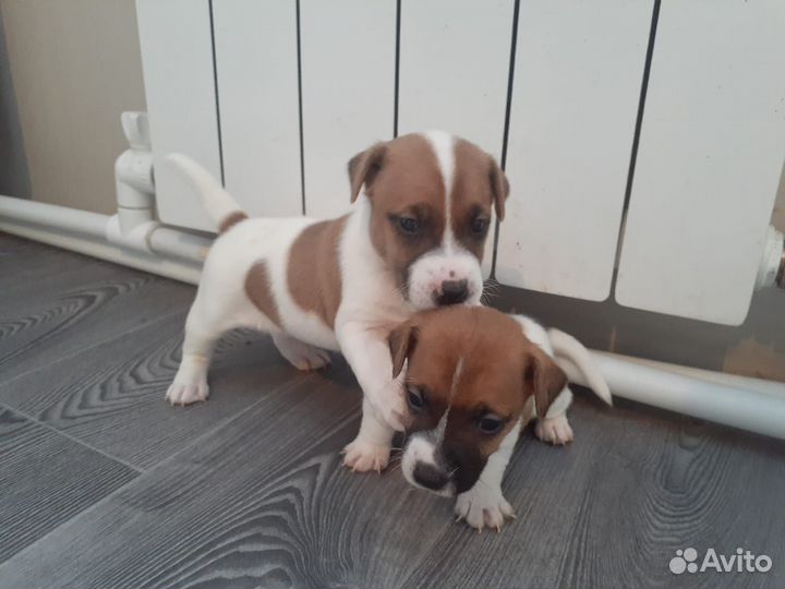 Джек Рассел терьер