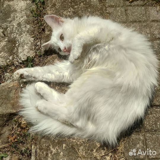 Белоснежный котик