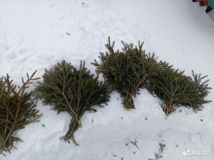 Веники для бани ель сосна