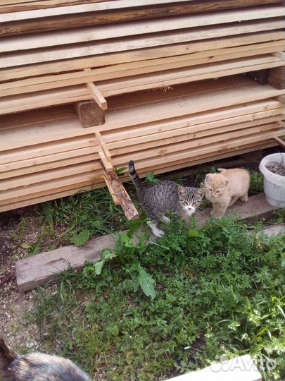 Котята в добрые руки
