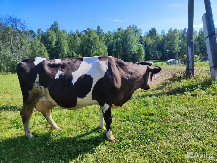 Телка 5 месяцев