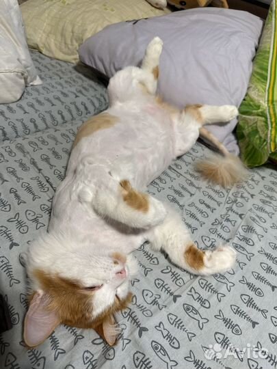 Отдам кота в добрые руки