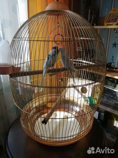 Продам волнистых попугаев