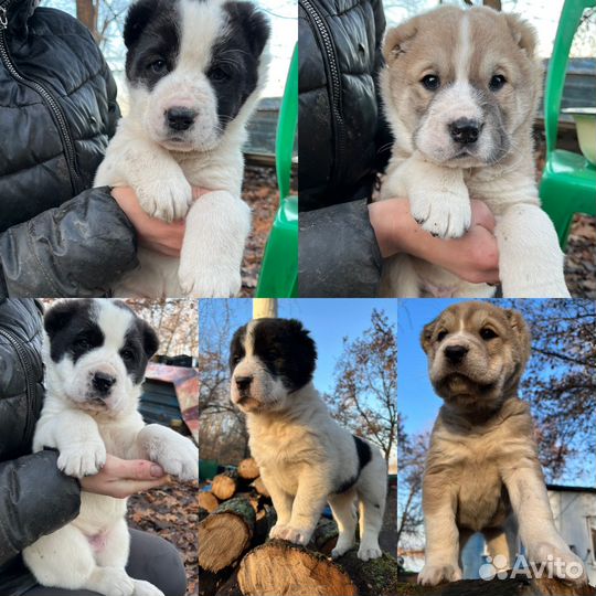 Щенки алабая